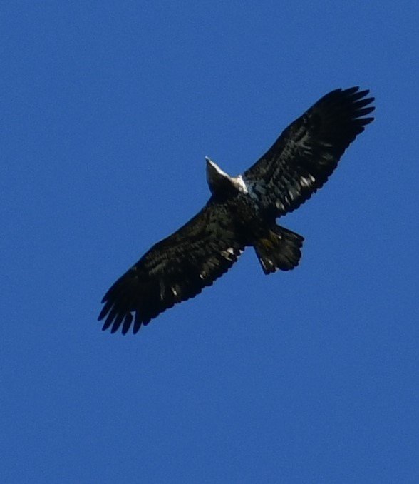 Overhead hawk? - Help Me Identify a North American Bird - Whatbird ...