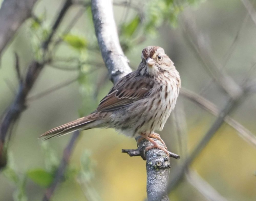 maybe Lincoln's Sparrow 9292662.jpg