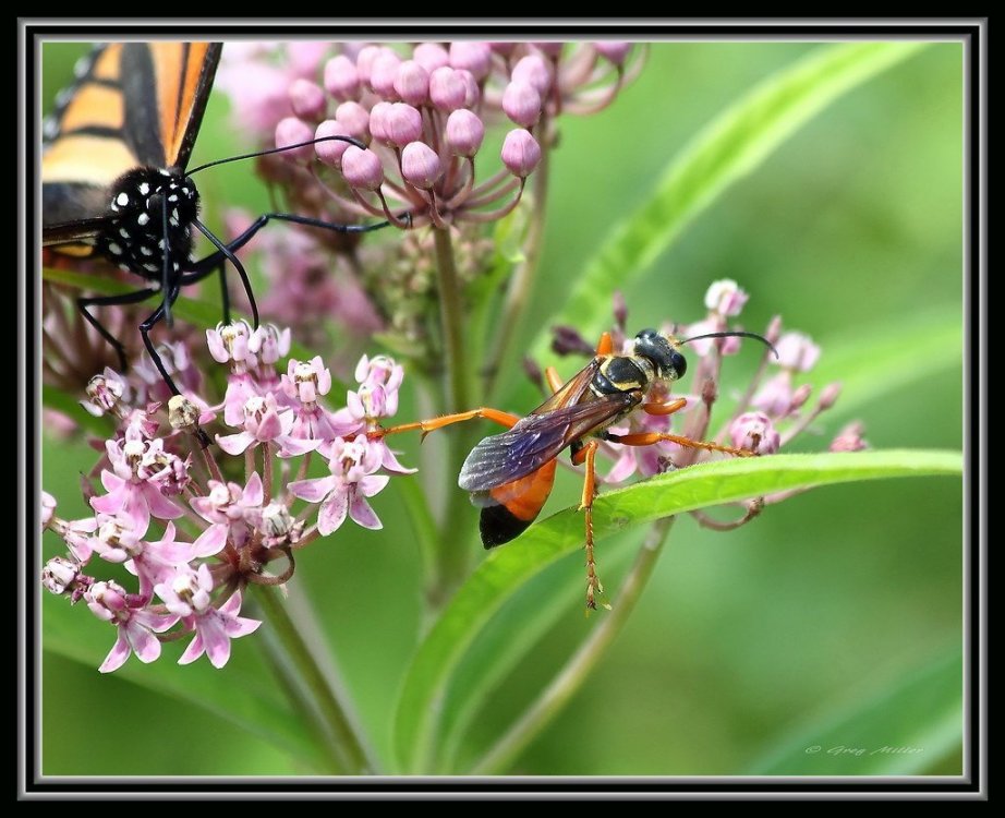 Great Golden Digger Wasp & Monarch.jpg