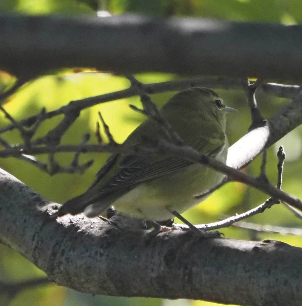 Illinois another orange crowned warbler help me identify a north