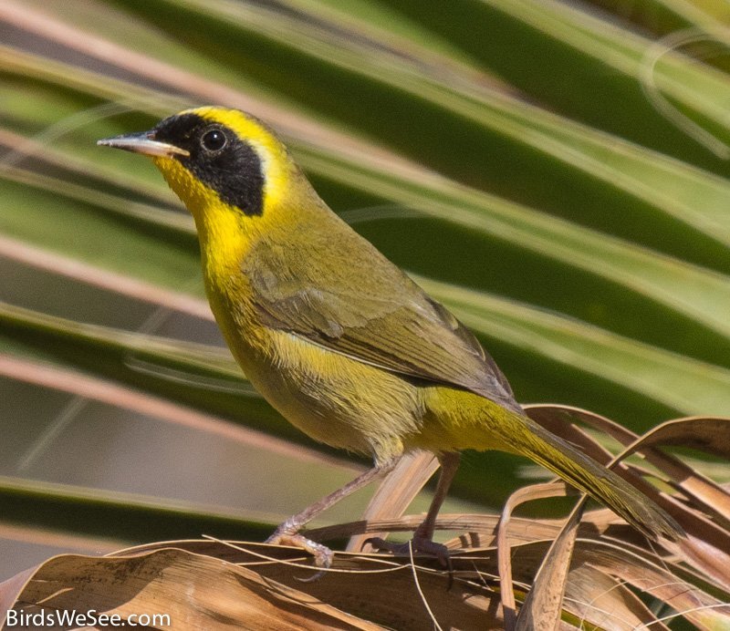 521222477_Yellowthroat.Beldings.jpg.7c9eb7d99c190959c9878486d5134f36.jpg