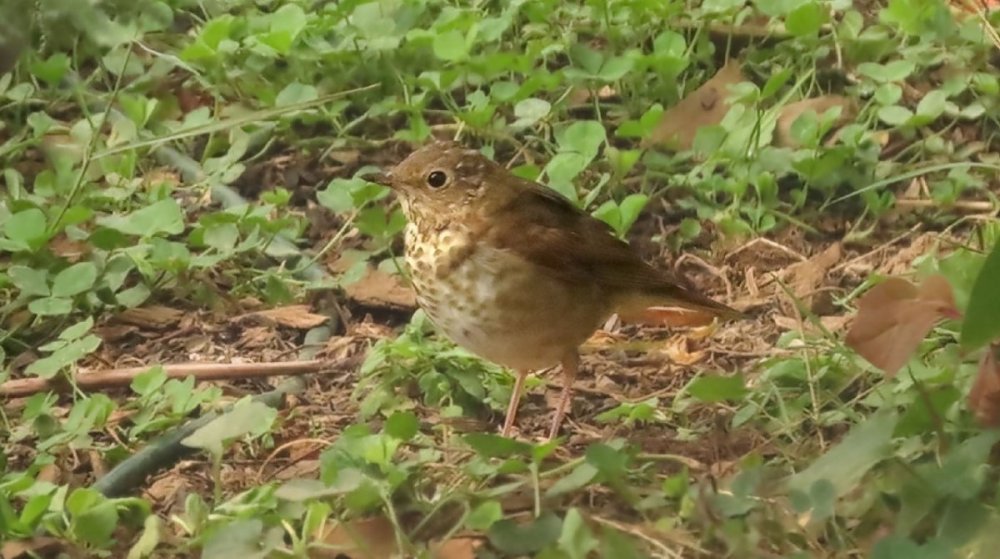 Juvenile sparrow-like bird side.JPG