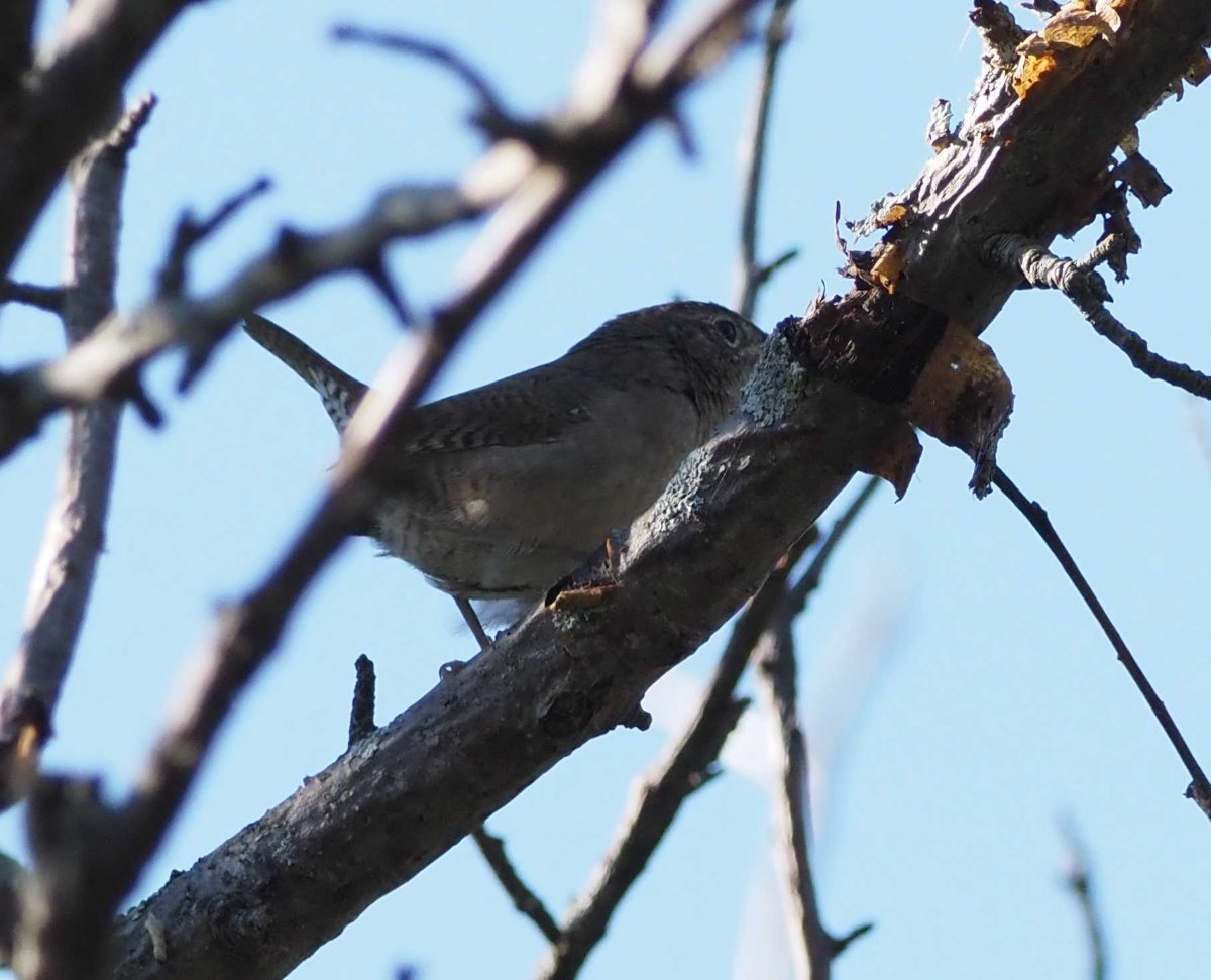 Illinois House Wren? Help Me Identify a North American Bird