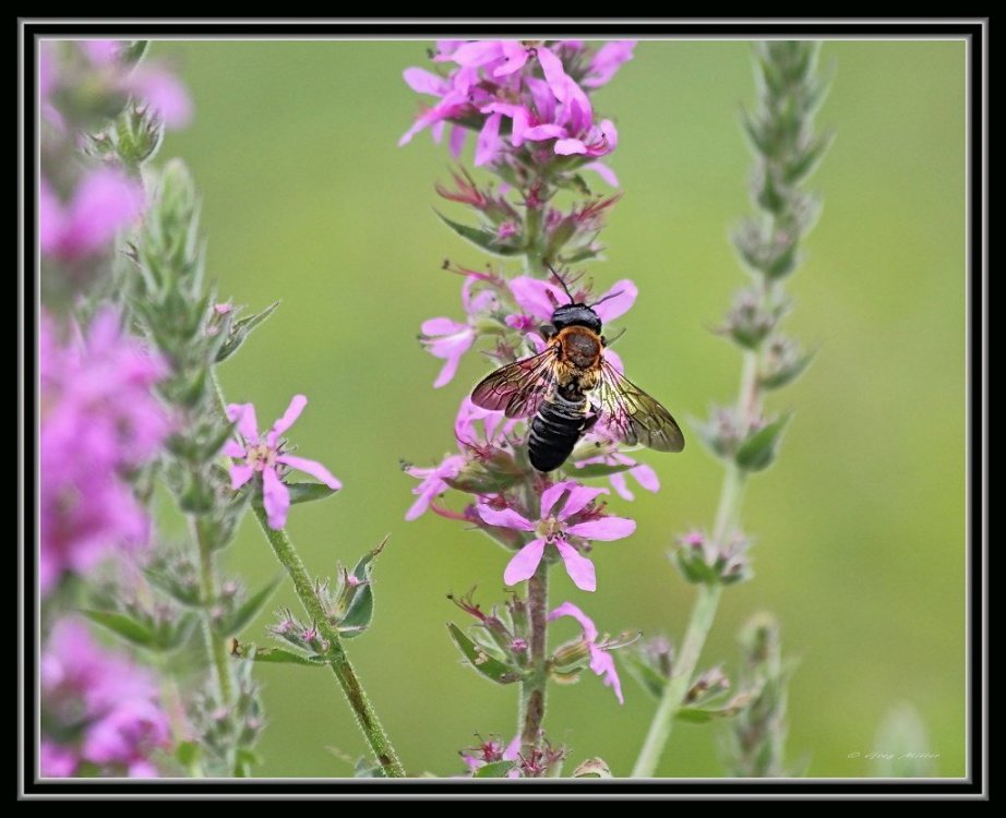 Giant Resin Bee.jpg