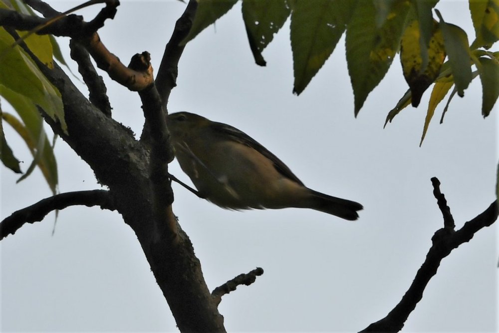 DSC_5507.JPG