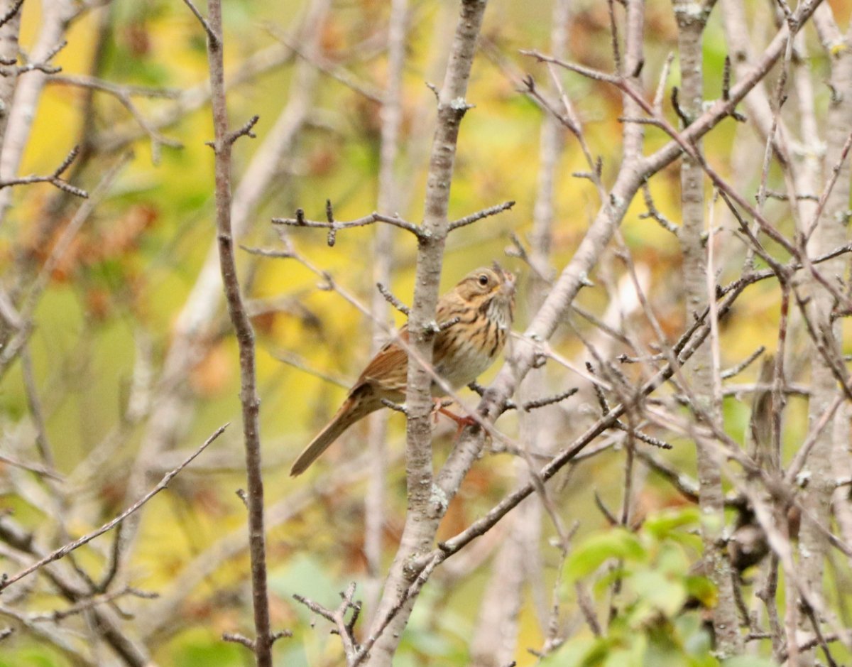 Possible Henslow's Sparrow in MN - Help Me Identify a North American ...