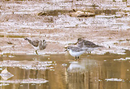 Sandpipers1_I4A9708.jpg