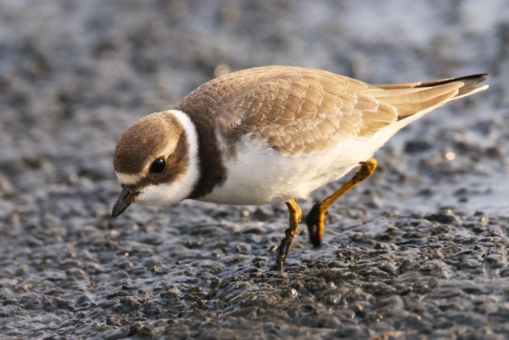 Common Plover Help Me Identify A North American Bird Whatbird