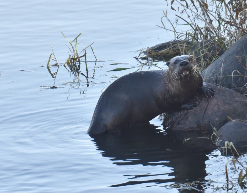 10_23_2022 River Otter Sherburn Wildlife Refuge DSC_7925.jpg