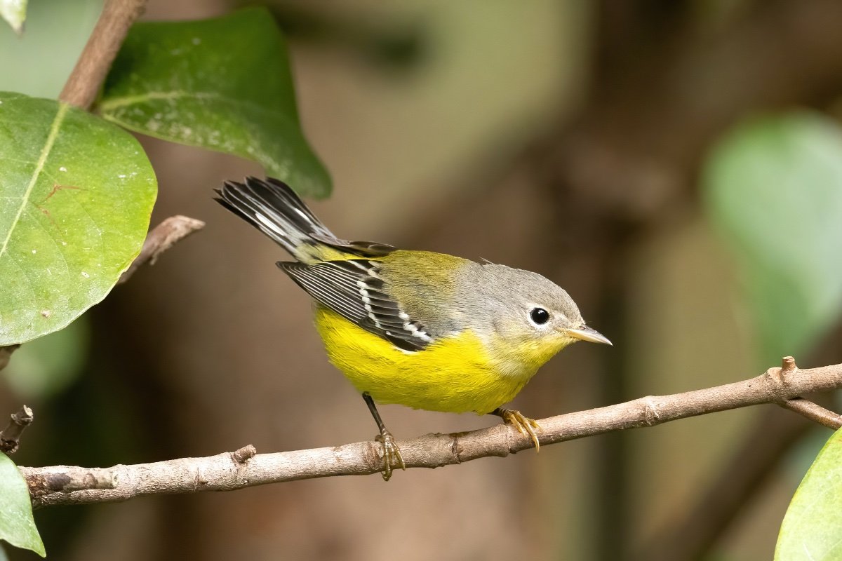 Fall warbler ID's needed - Help Me Identify a North American Bird ...