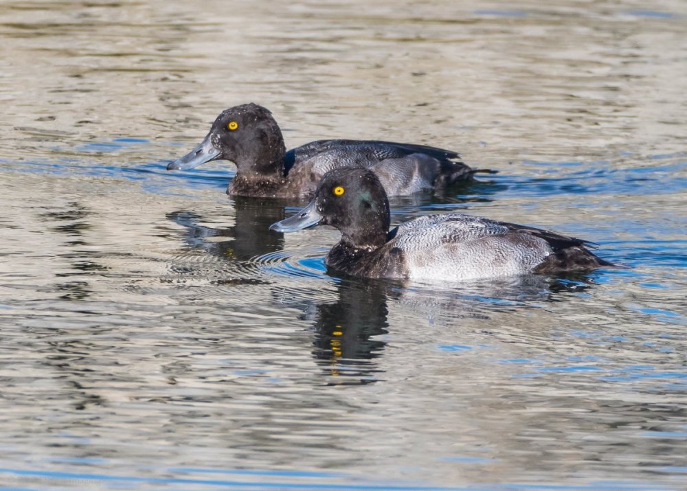 Greater Scaup 2m CollHar-7542336.jpg