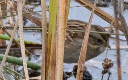 UNID Sparrow Reeds Darby Creek 10.16.22.jpg