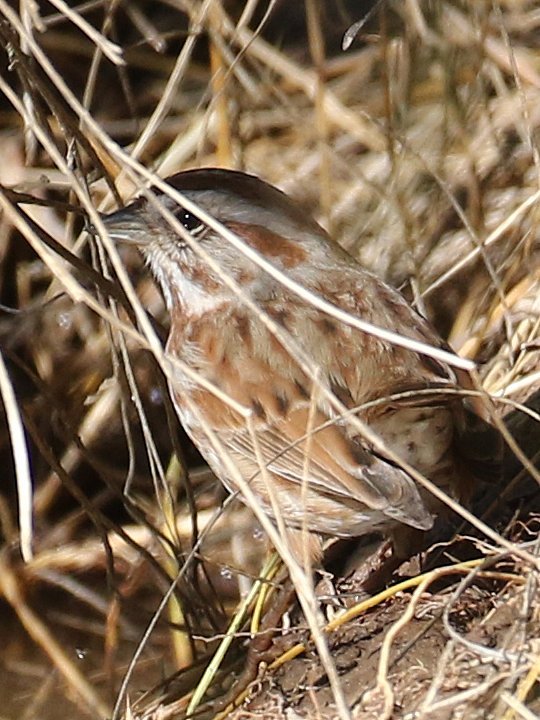 JV8A0560 sparrow.jpg