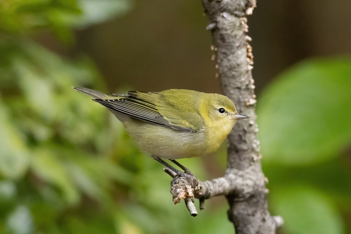 Fall warbler id s needed help me identify a north american bird