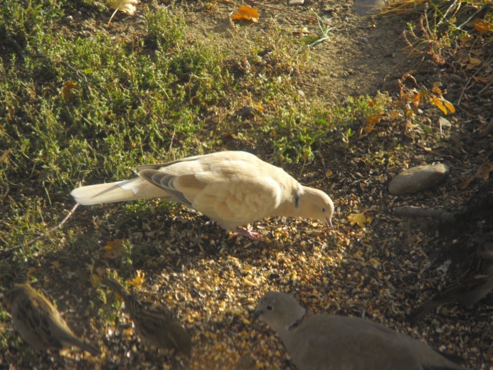 Eurasian Collared-Dove.JPG