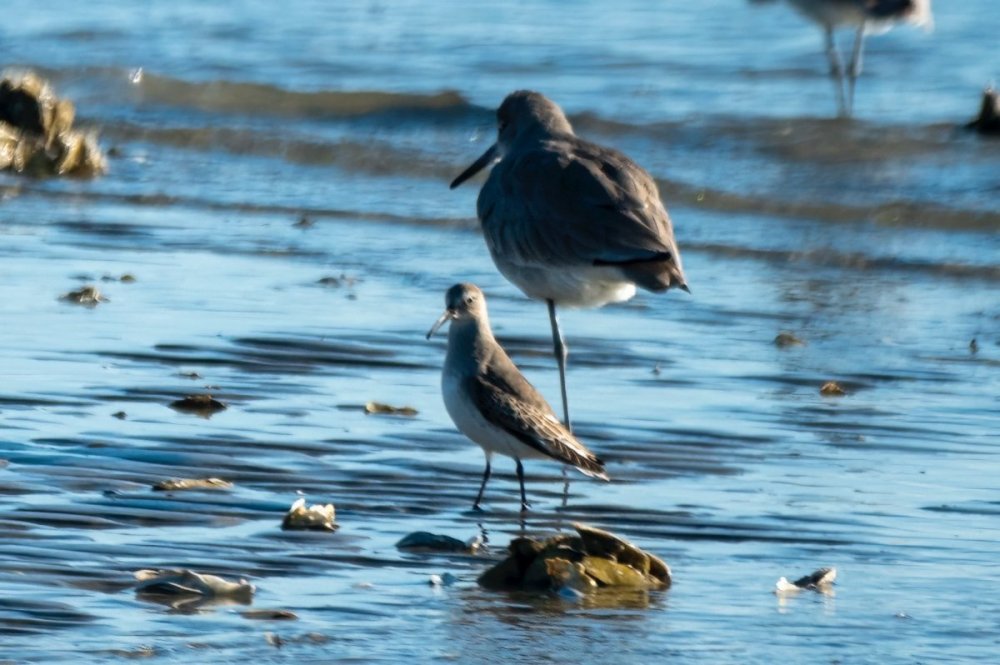 BirdInFront-huh_ARB0761.jpg
