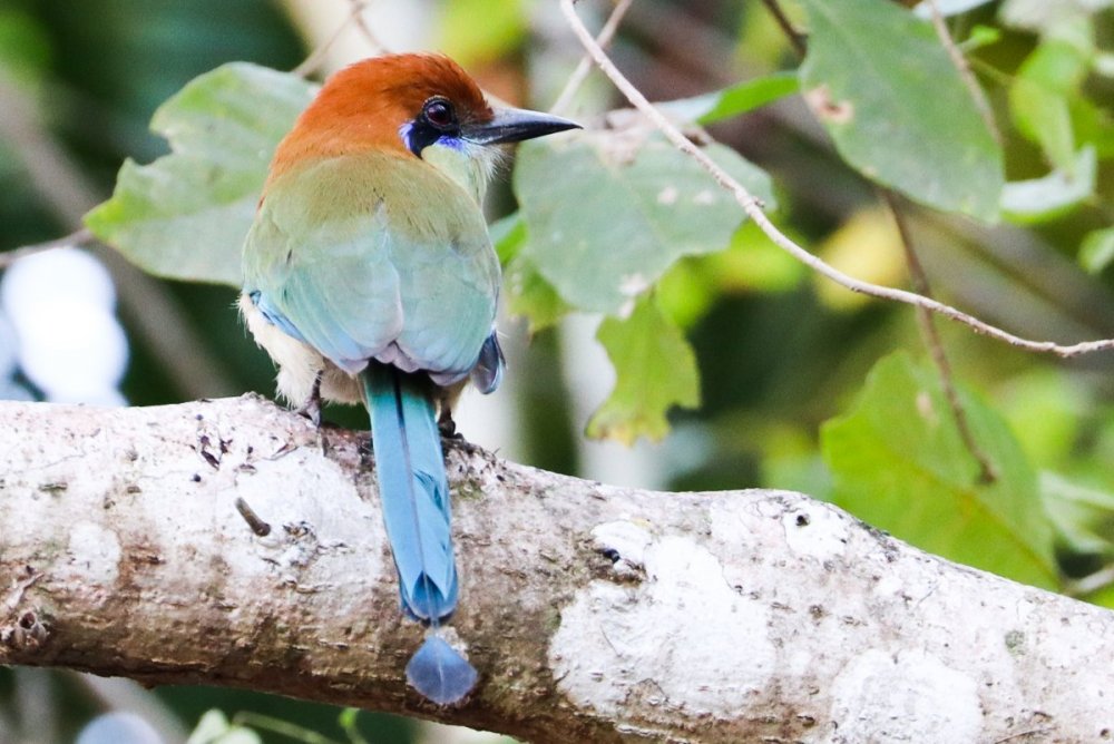 Motmot1.jpg