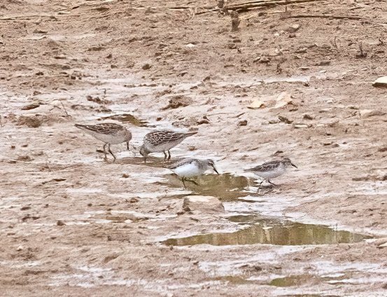 Sandpipers_I4A0217.jpg