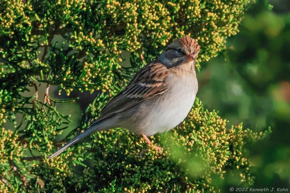 chipping_sparrow-05.jpg