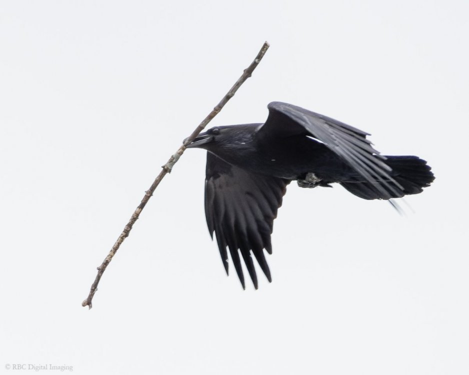 Common Raven nest twig HVT 7511551-.jpg