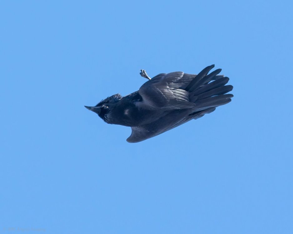 Common Raven if HVT-7232927.jpg