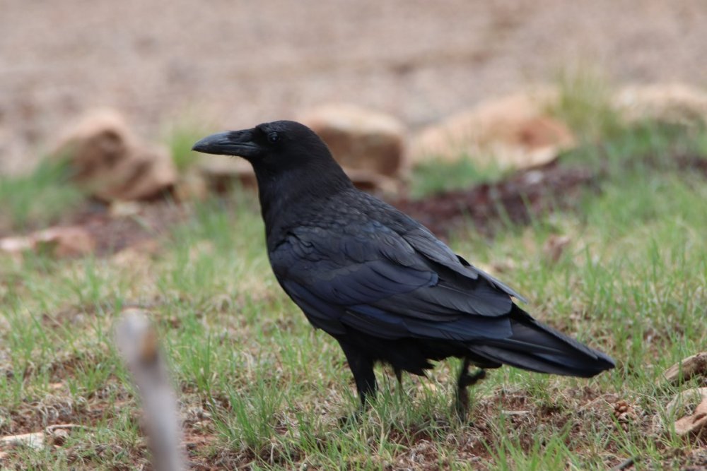 Common raven - Walnut Canyon National Monument, AZ.JPG