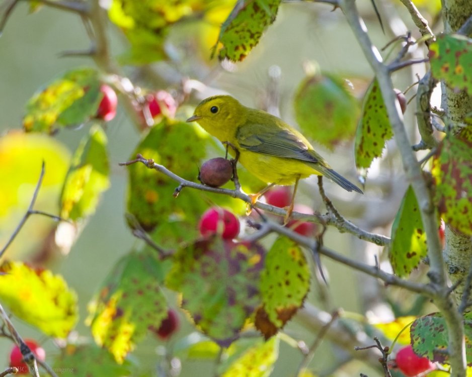 Wilson's Warbler EcoP-.jpg