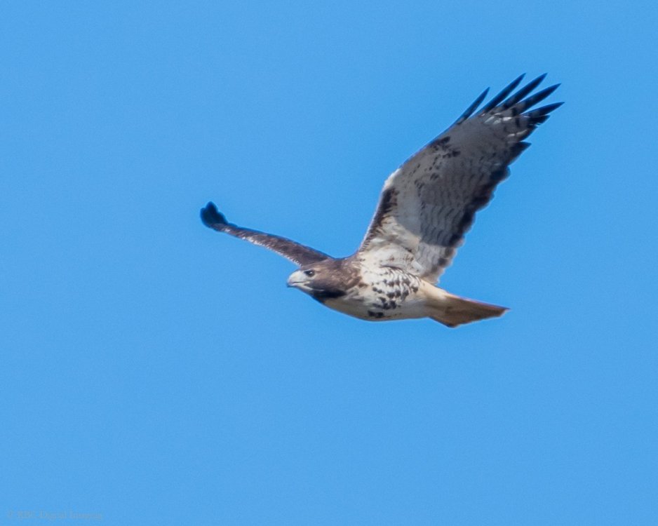 Red-tailed Hawk if EcoP-7546533.jpg