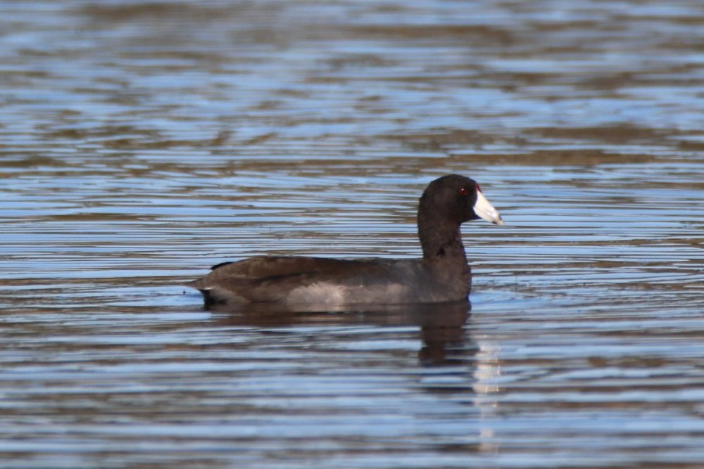 American coot - South Cape May Meadows, NJ.JPG