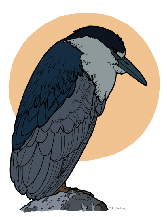 BlackCrownedNightHeron_colored.png