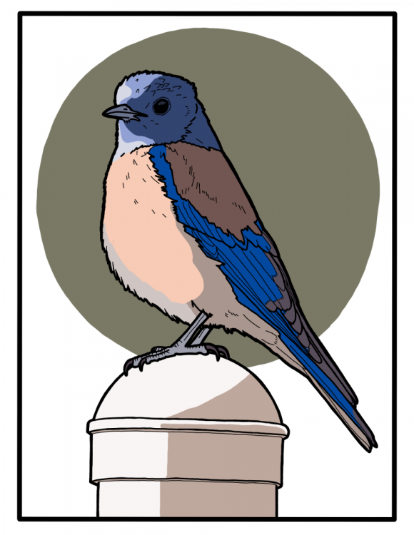 WesternBluebird_colored.png