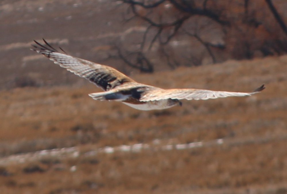 hawk2.jpg