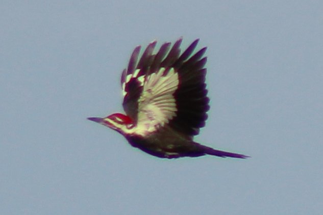 1005387177_PileatedWoodpecker.JPG.17d54884140134b496b42e279d057317.JPG