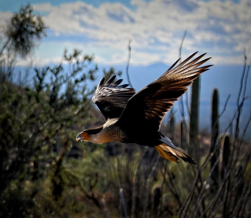 14281332_HoodedCaraCaraSDM.thumb.jpg.89a2a3ec2d1e71f6080c43ba88094c39.jpg