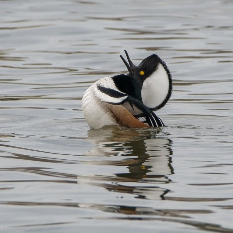 Hooded Merganser 1m display CollHar 7548923.jpg