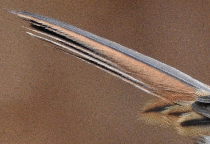 body parts bird hwatbird.JPG