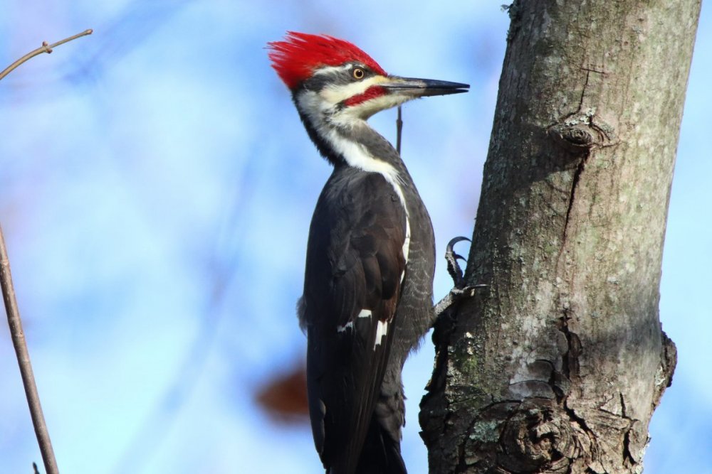 Pileated woodpecker - male - Celery Farm, NJ.JPG