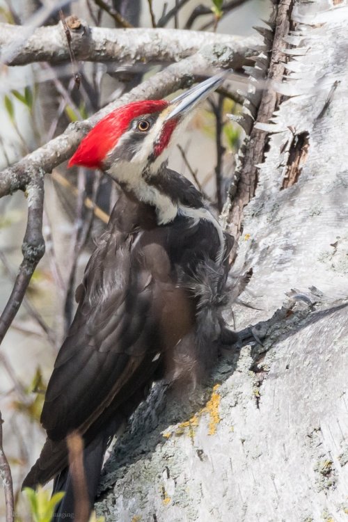 Pileated Woodpecker 1m EcoP-7518485.jpg