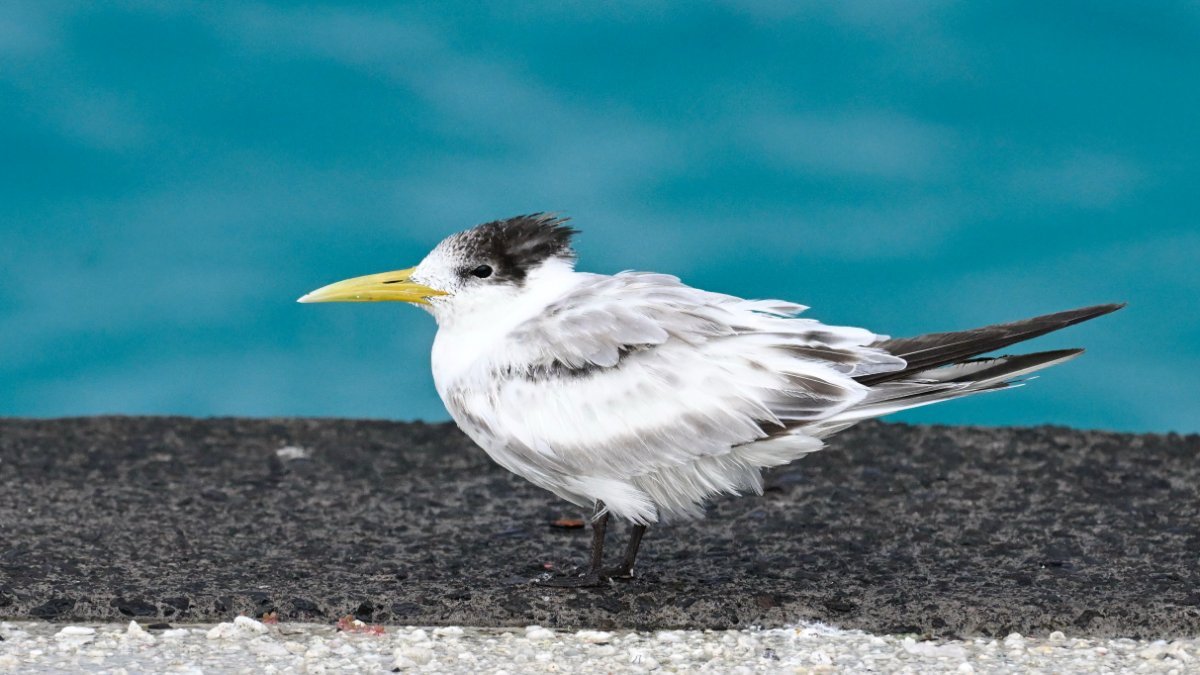 Please Help Me Identify Tern Help Me Identify A Bird Outside North America Whatbird Community