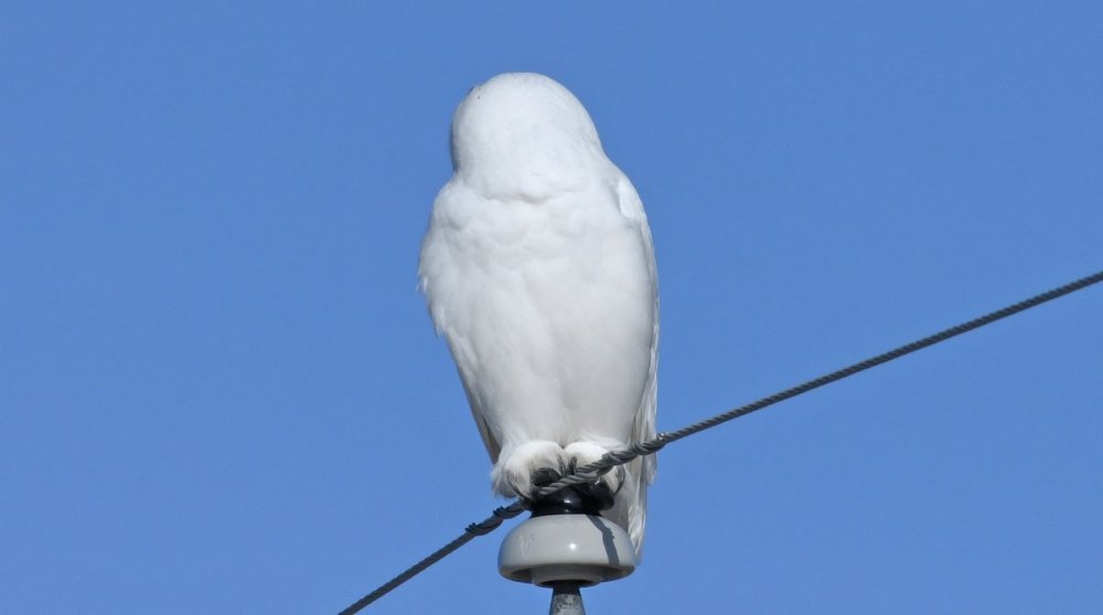 DSC_1723a.jpg