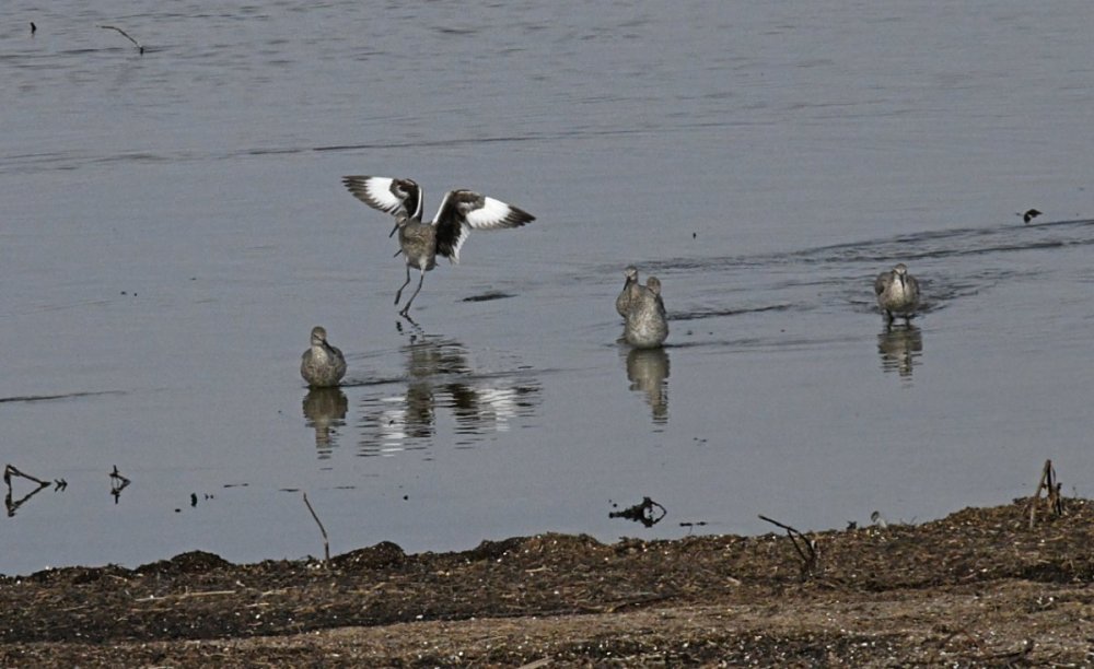 DSC_2380a.jpg