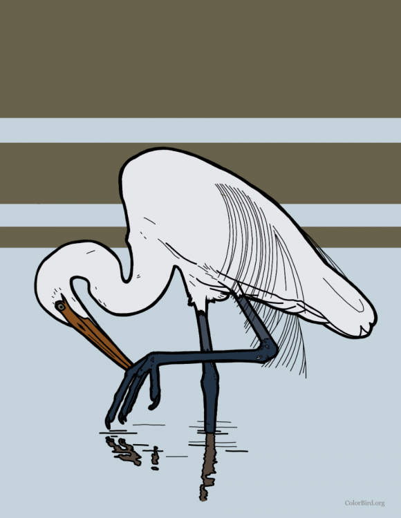 GreatEgret_colored.png