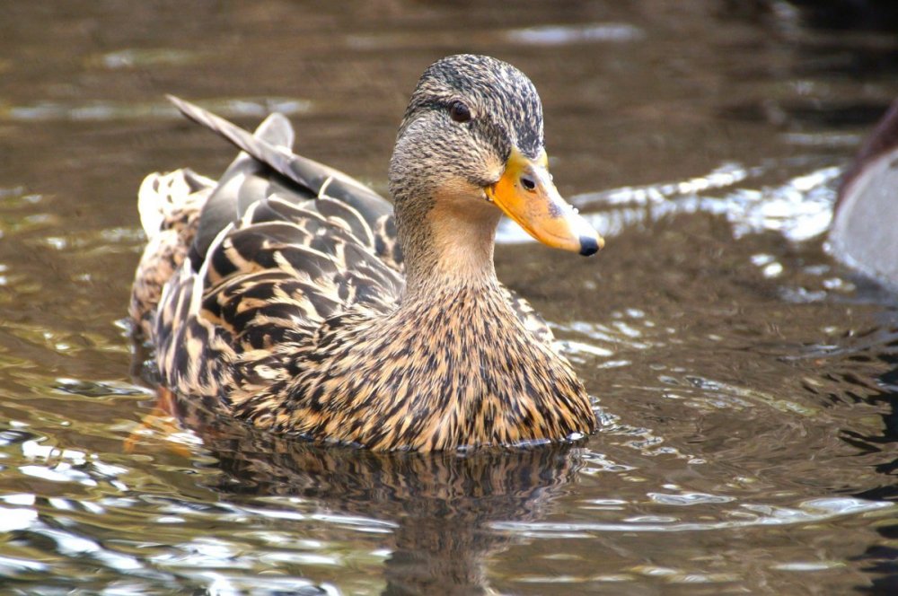 Mallard.JPG