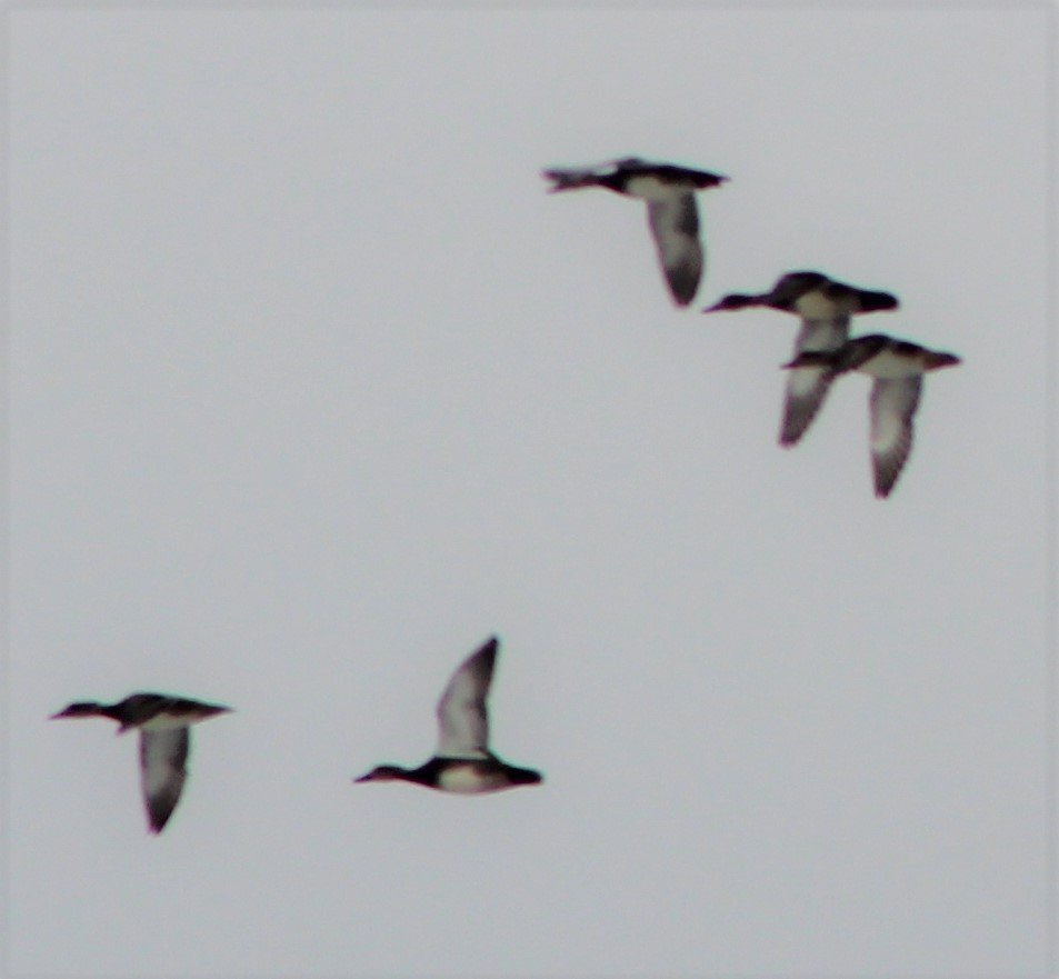 Missouri ducks Help Me Identify a North American Bird Whatbird