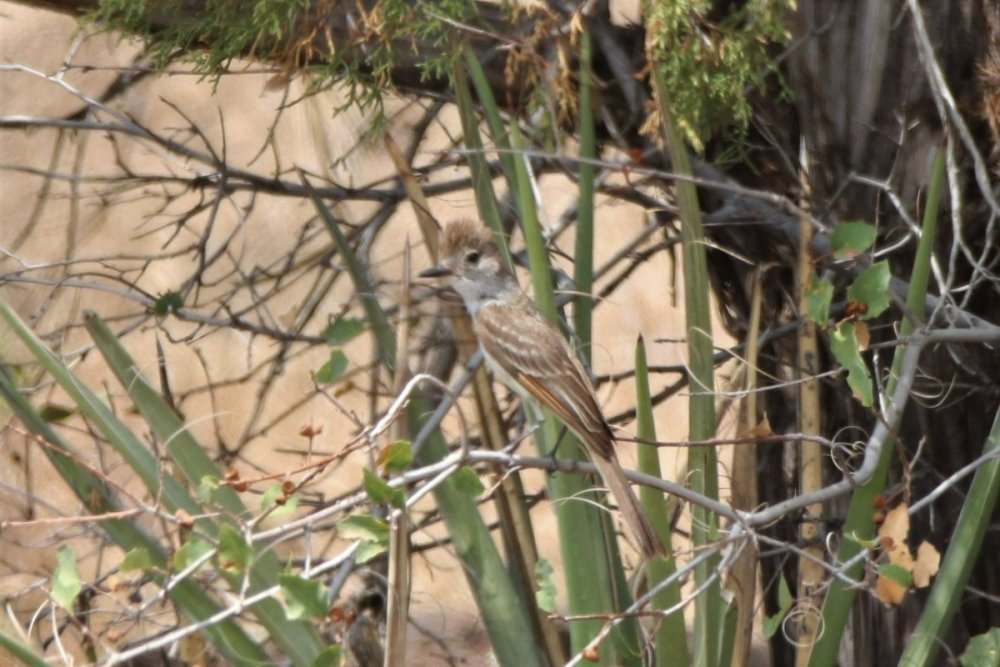 Ash-throated flycatcher - Sedona, AZ.JPG