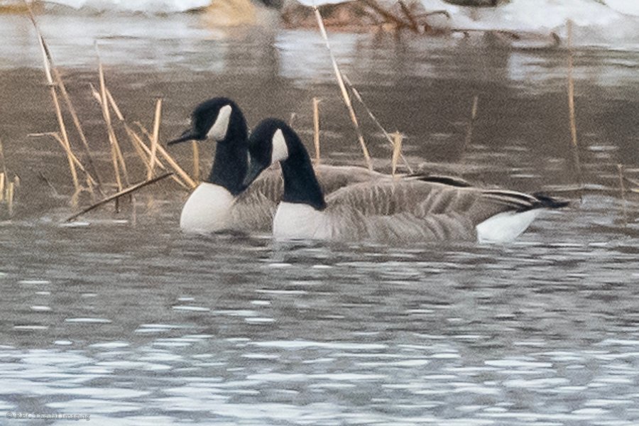 Small Geese - how to report. - Help Me Identify a North American Bird ...