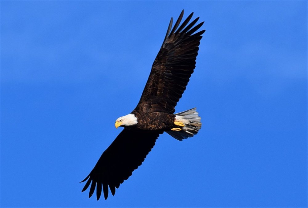 1848053323_BaldEagle1-28radnorb.thumb.jpg.eace3abe36641f559b9a2995176c73f7.jpg