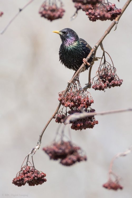 European Starling HVT-7224098.jpg
