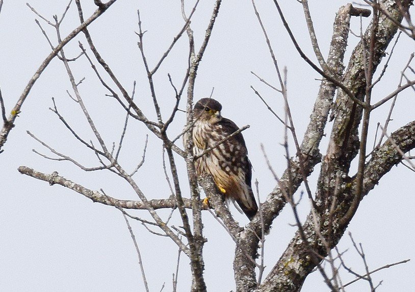 368270090_Merlin1-16bestbest.jpg.b40a650fabdb57cf41ceb6e138e27f20.jpg