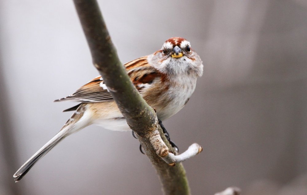 American Tree Sparrow #2.JPG